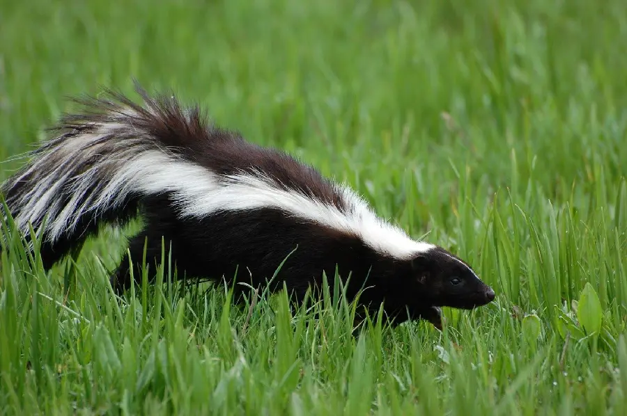 Picture taken of skunk among the grass