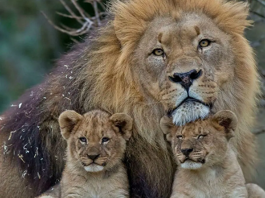 A stock photo of a lion family together in high quality