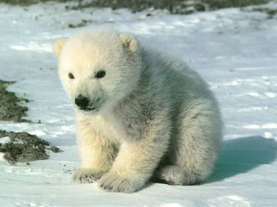 Stock photo of a fluffy and gooey baby polar bear for your monitor background