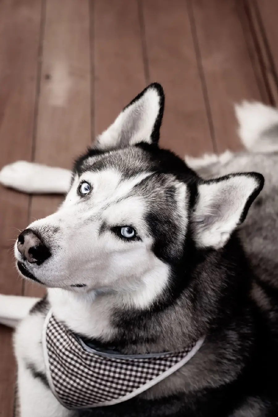Amazing Red Husky Background for Samsung Phone Background