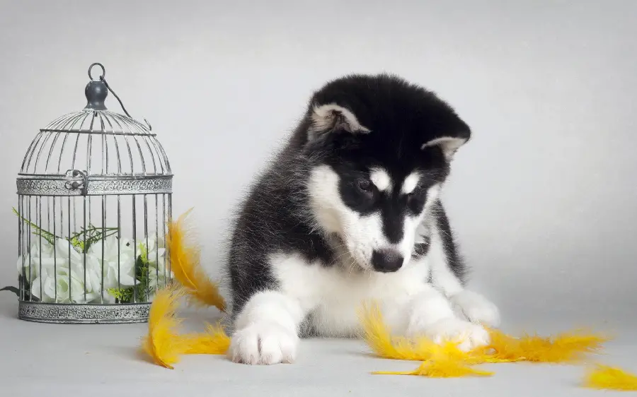 Interesting background image of a husky with a special and different design