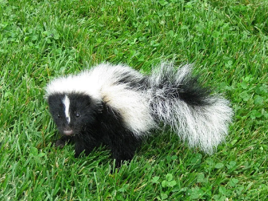 Skunk Profile Picture for Instagram