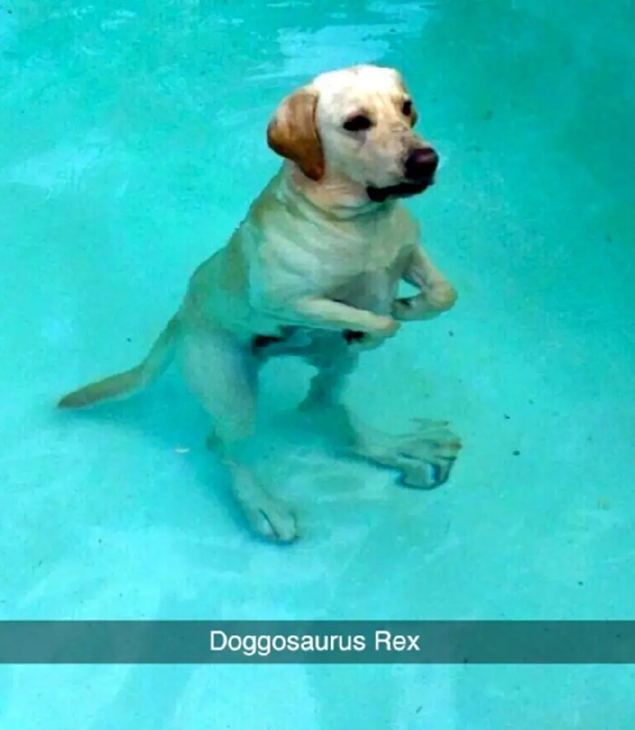 Download Funny Dog Image for Profile Cyberspace 