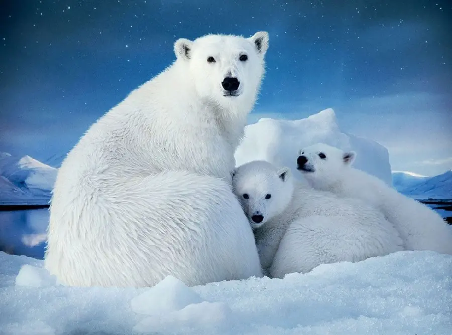 Polar Bear Cubs Wallpaper Polar clay for emotional person profiles 
