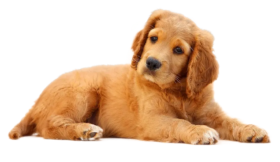 The most attractive images downloaded Of Real Dogs PNG