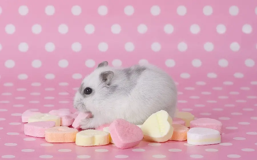 Background of hamsters and marshmallows