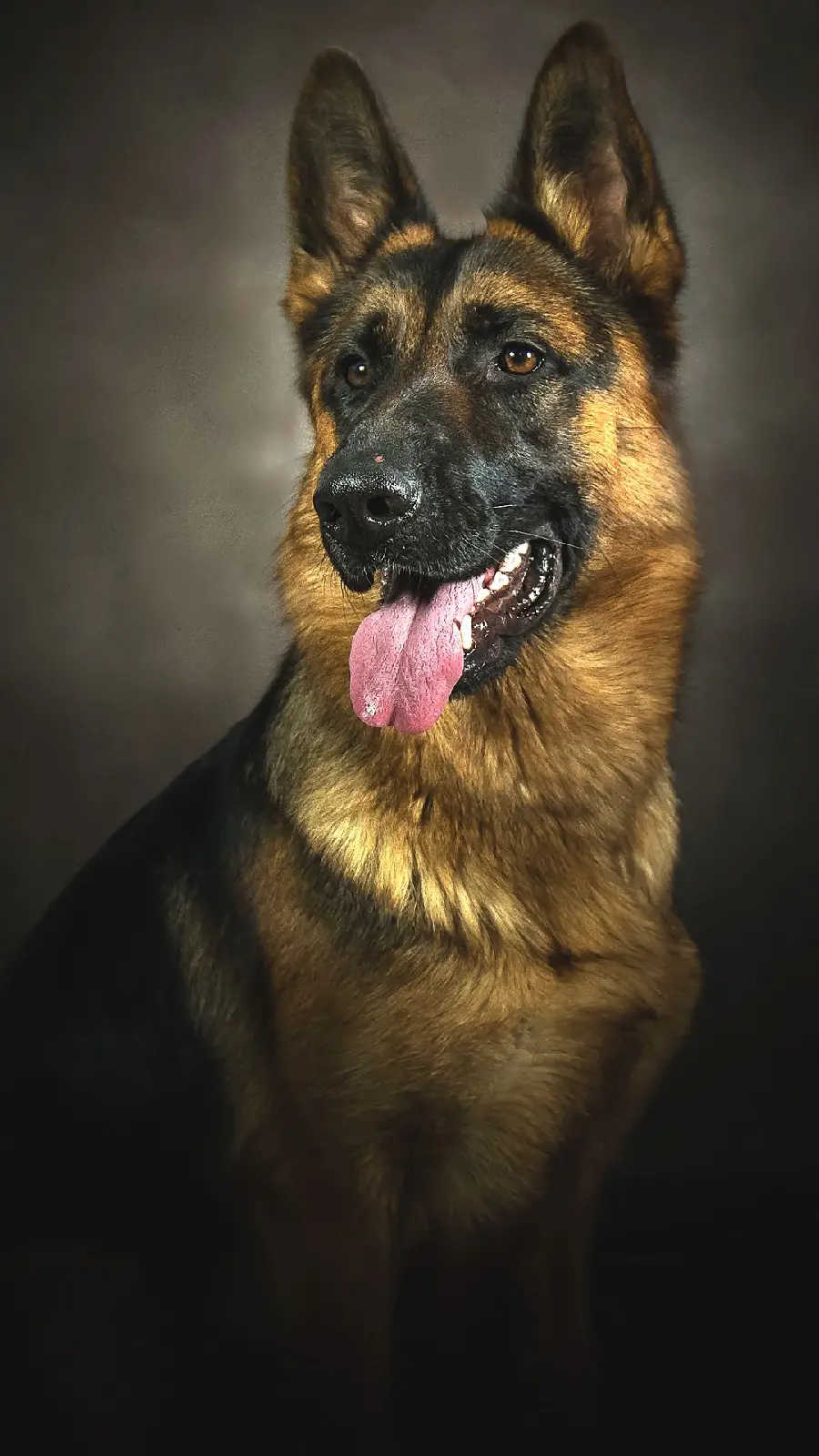 Very beautiful wallpaper of the German Shepherd Rex suitable for the phone