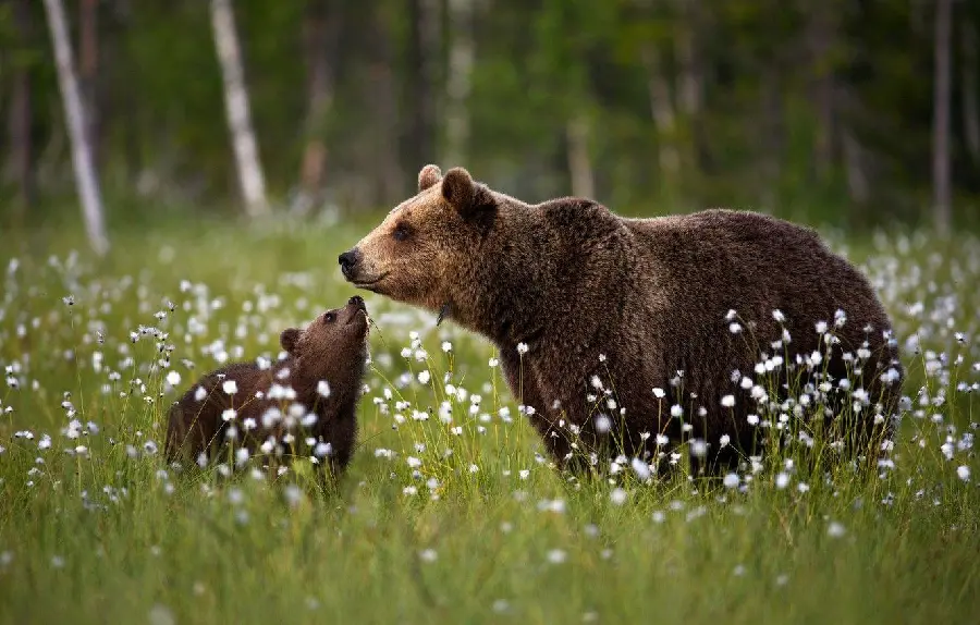 High quality picture of a bear cub for the profile of animal lovers