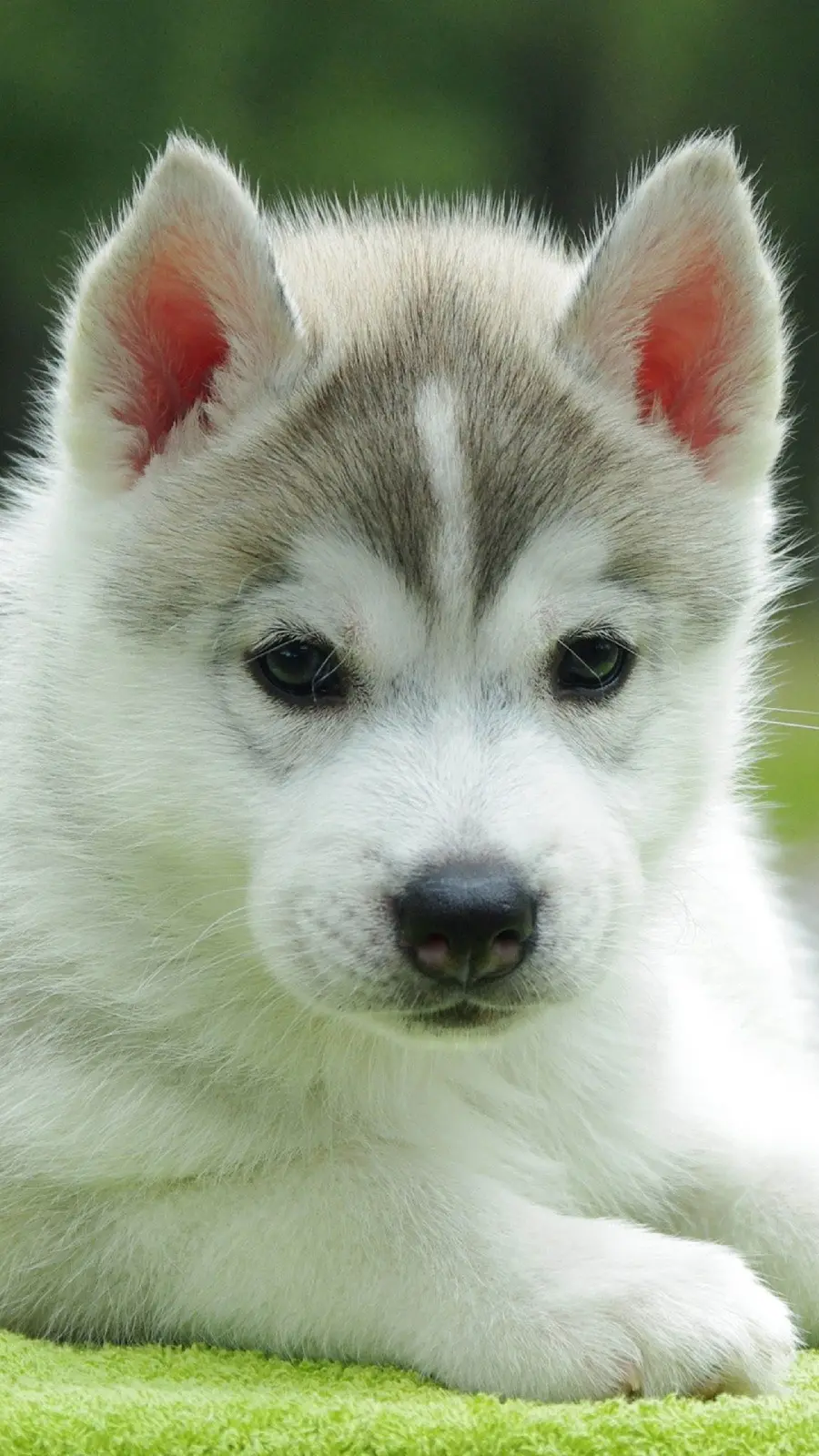 Cute and salty baby husky wallpaper for iPhone background