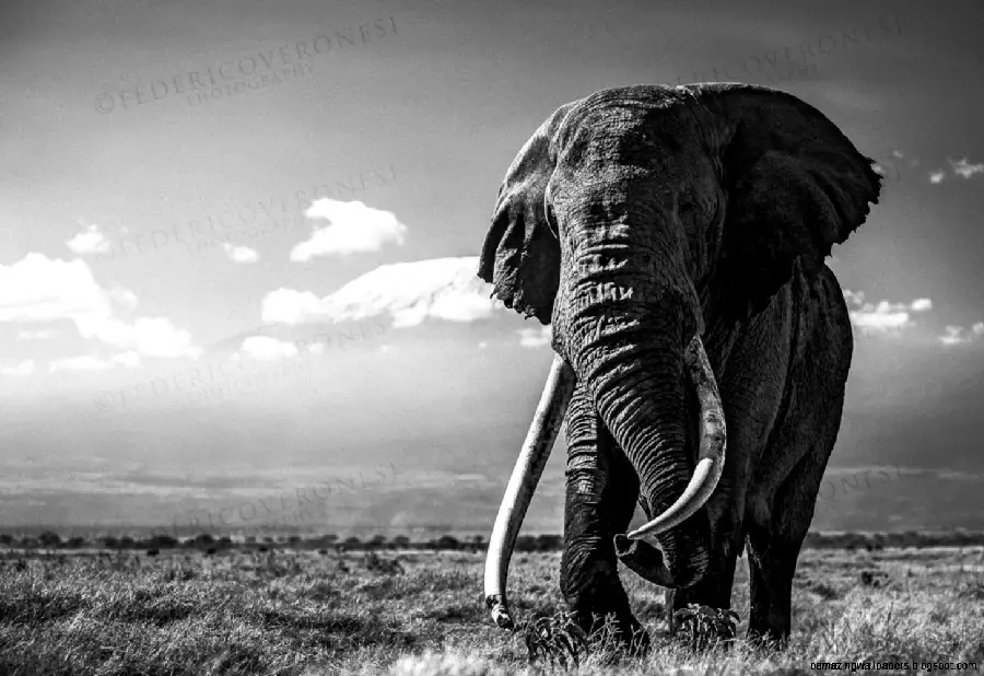 Download a black and white mobile background and wallpaper of beautiful big elephants for nature lovers