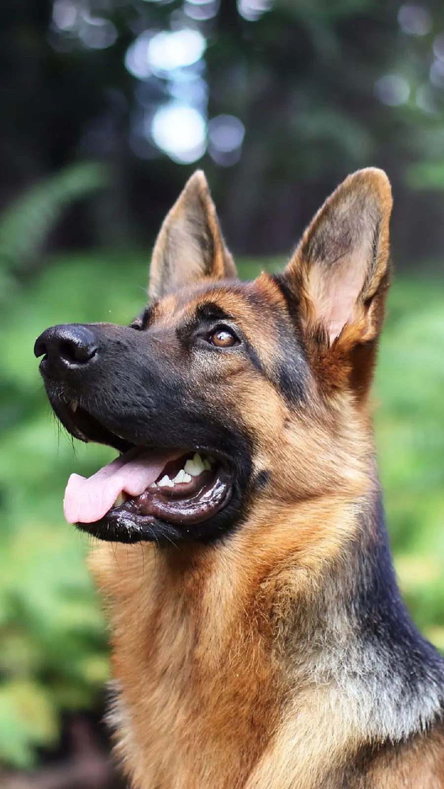 Free download of the perfect iPhone background of the German Shepherd
