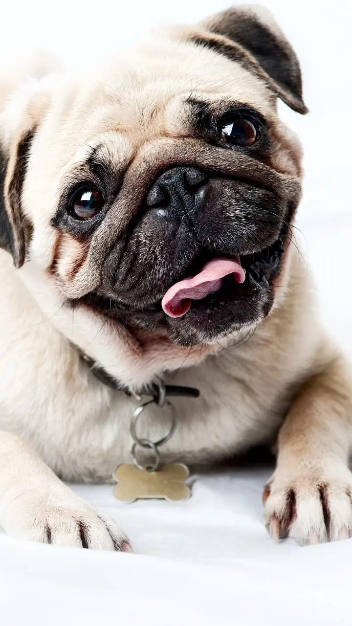 Stock image of pug dog for iPhone and Android phone background