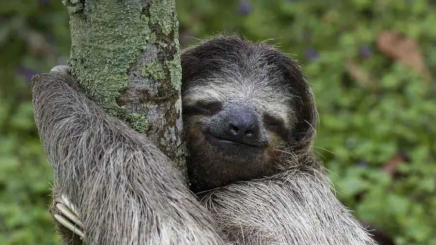 Sloth profile picture for Telegram and WhatsApp