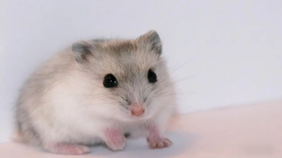 Picture of a small hamster with big eyes