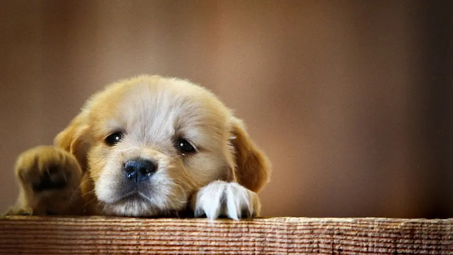 Special Quality 4K Background of a Cute and Lovely Puppy Dog