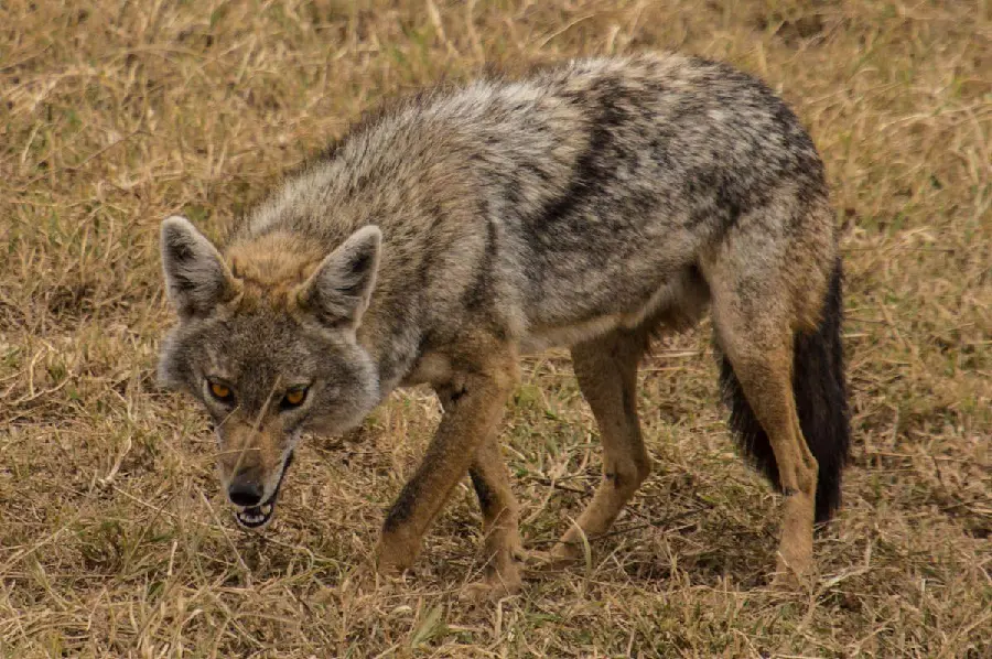 Download image with HD quality of jackal for profile