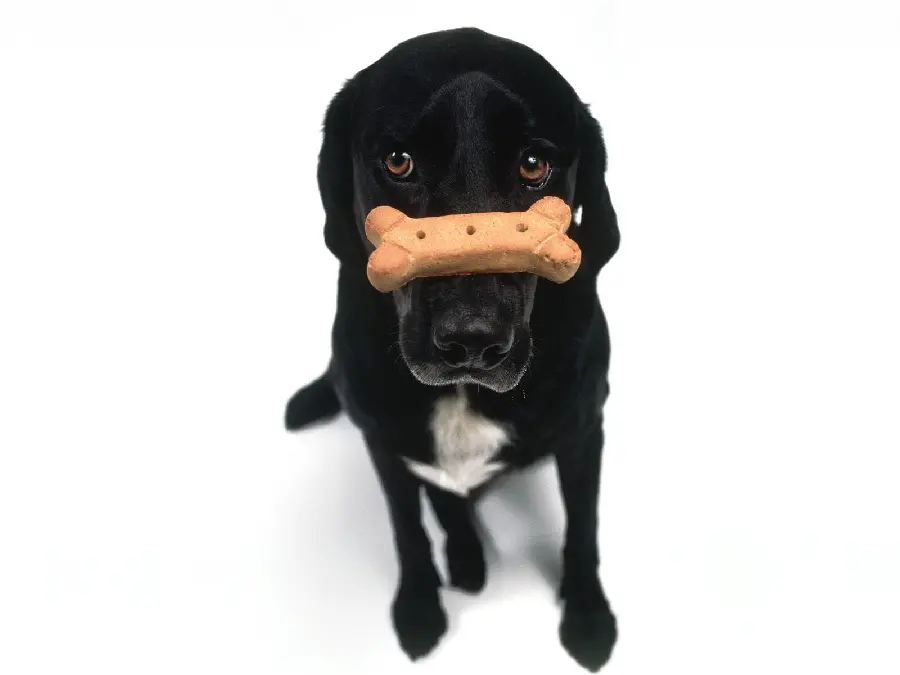 Textless WhatsApp of a domestic black dog on a white background