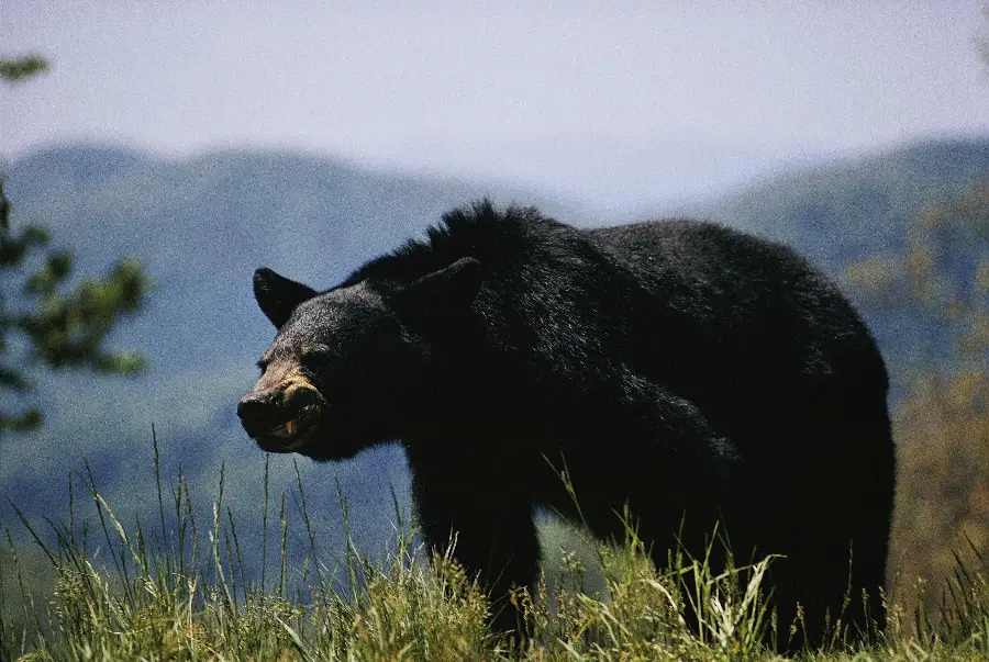 Interesting and spectacular pictures taken of black bears HD