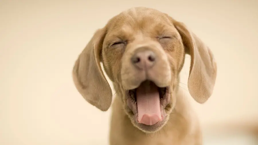 Fun wallpaper of a pea-colored dog for desktop and computer background 