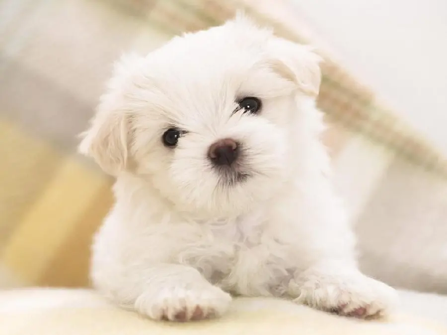 Wallpaper for desktop of a popular Maltese puppy
