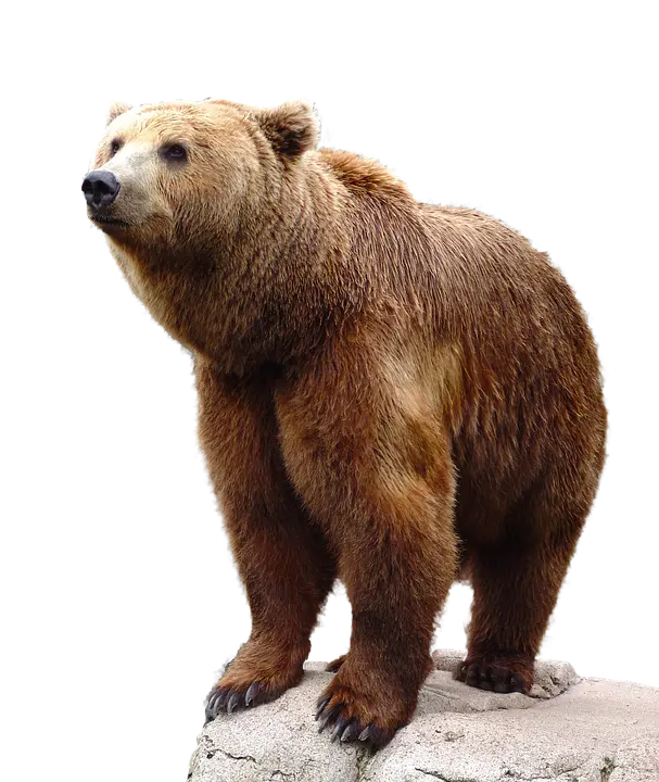 High-quality and transparent background file of a bear in PNG format