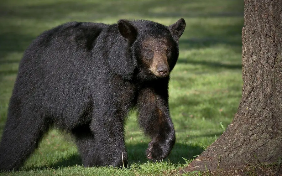 Awesome California Black Bear HD Photo
