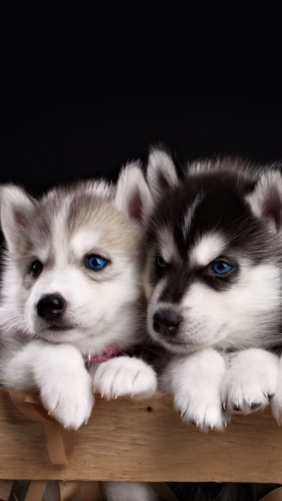 Cute and cute Husky baby wallpapers for iPhone