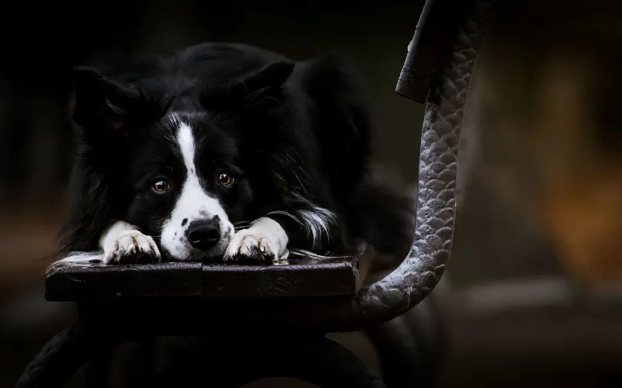 Black Dog Background Photo with White Paws and Muzzle