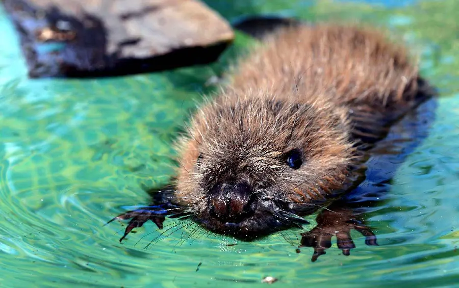 Download completely free and high-quality beaver wallpaper