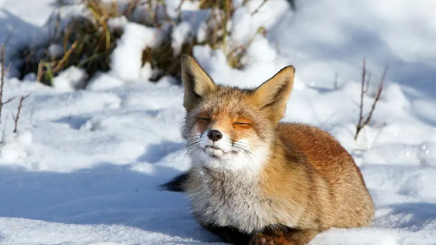 Cute background photo of the fox Polar bear for laptop sticker printing
