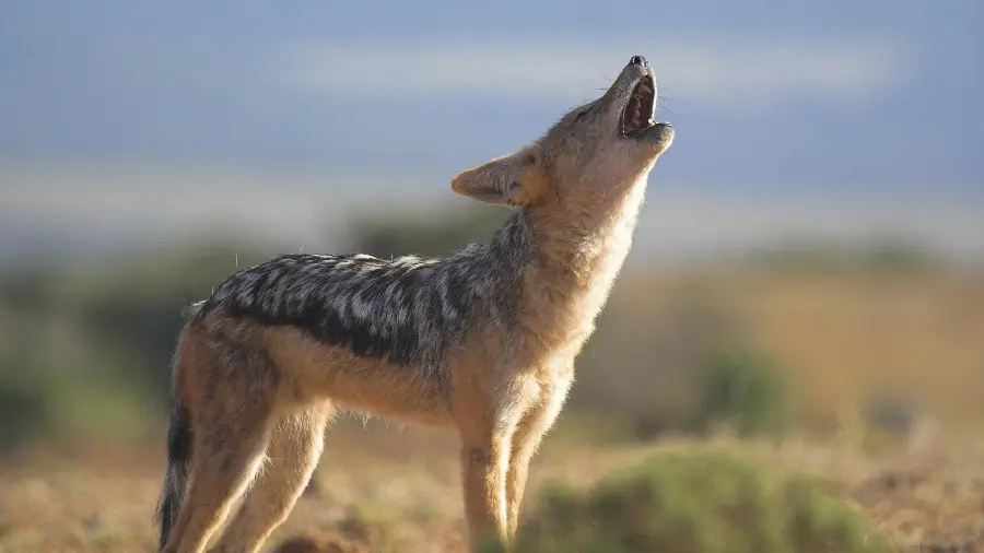 A very beautiful photo taken of the moment a jackal howls