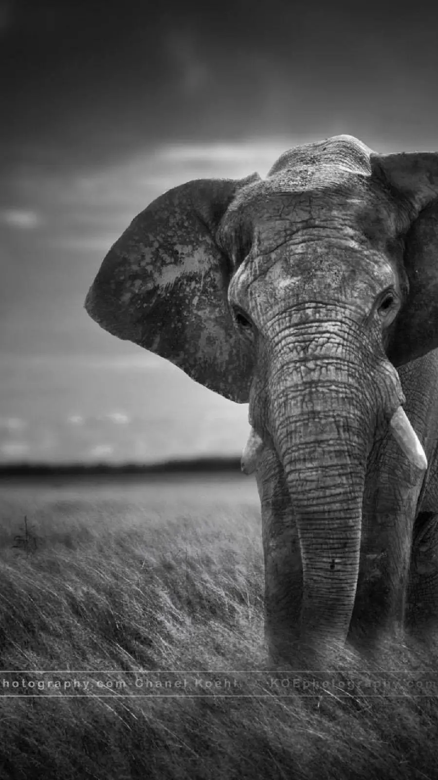 Black and white photo and special for Wallpaper of a large and huge elephant