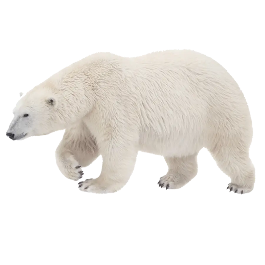 Download Completely Free and High Quality Background Image of Polar Bear PNG