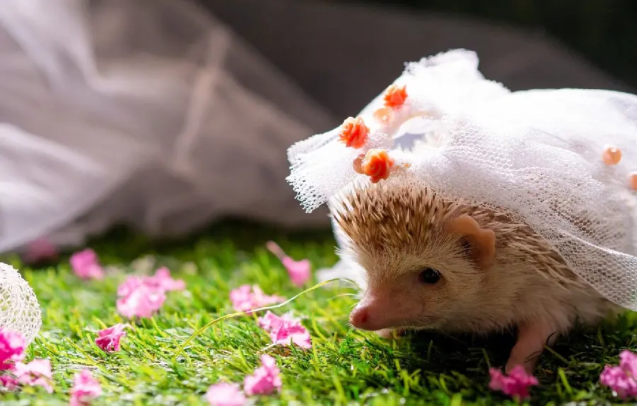 Fun image of a baby hedgehog bride with easy download