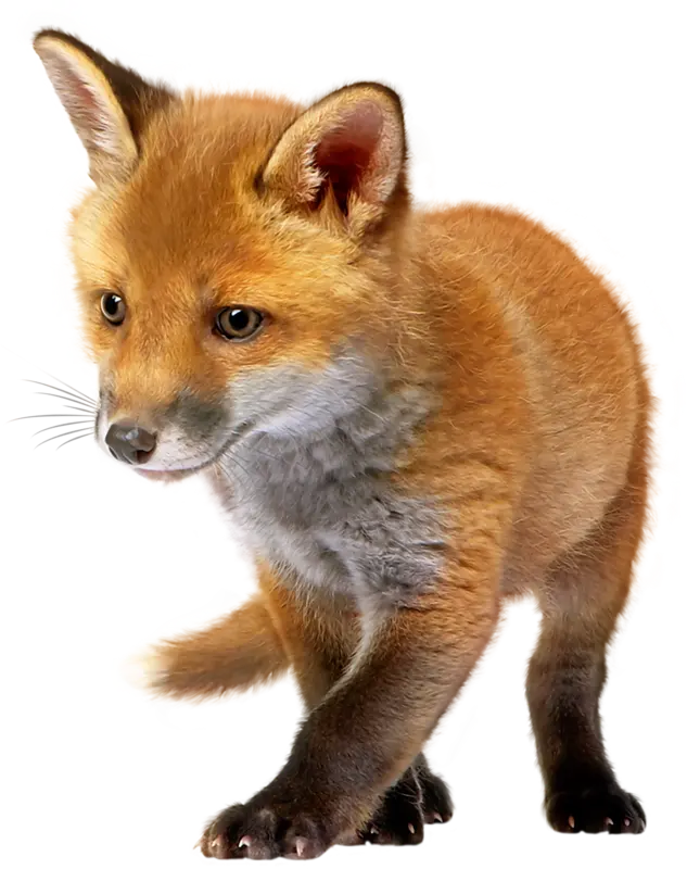 Real Fox Baby PNG File with Direct Link