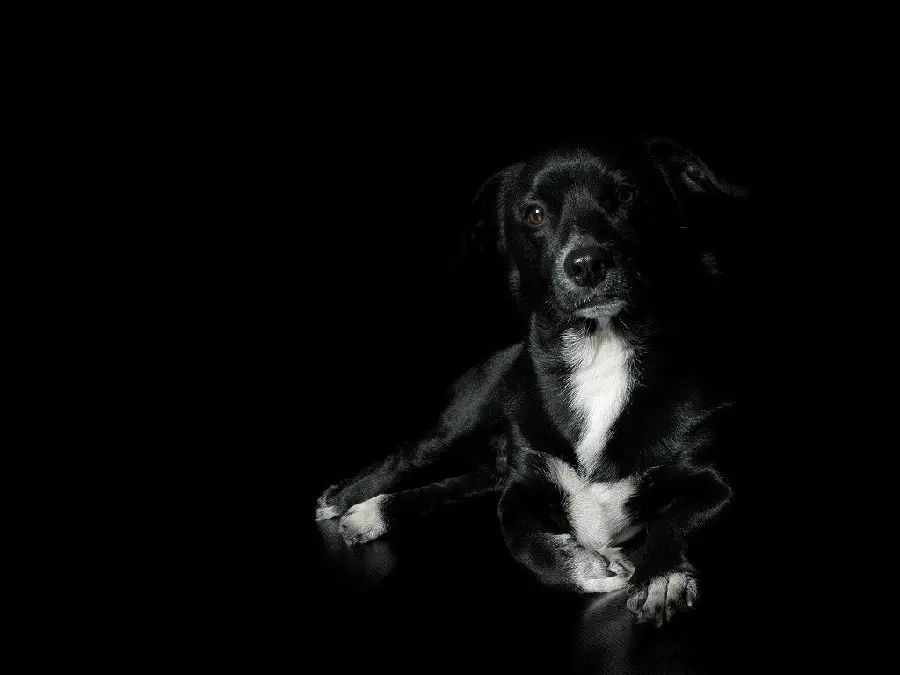 Black dog suitable for desktop and Windows