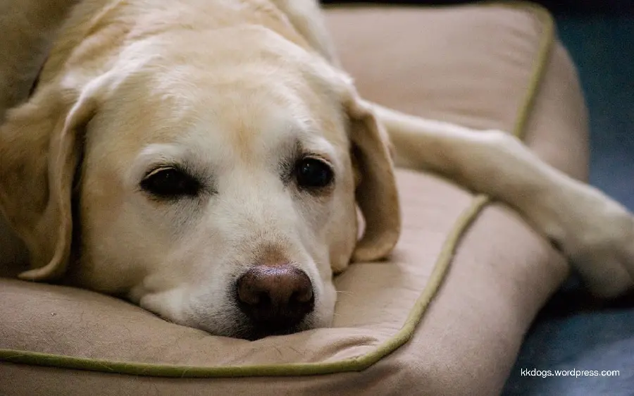 High Quality Labrador Retriever Photo for Pet Shops