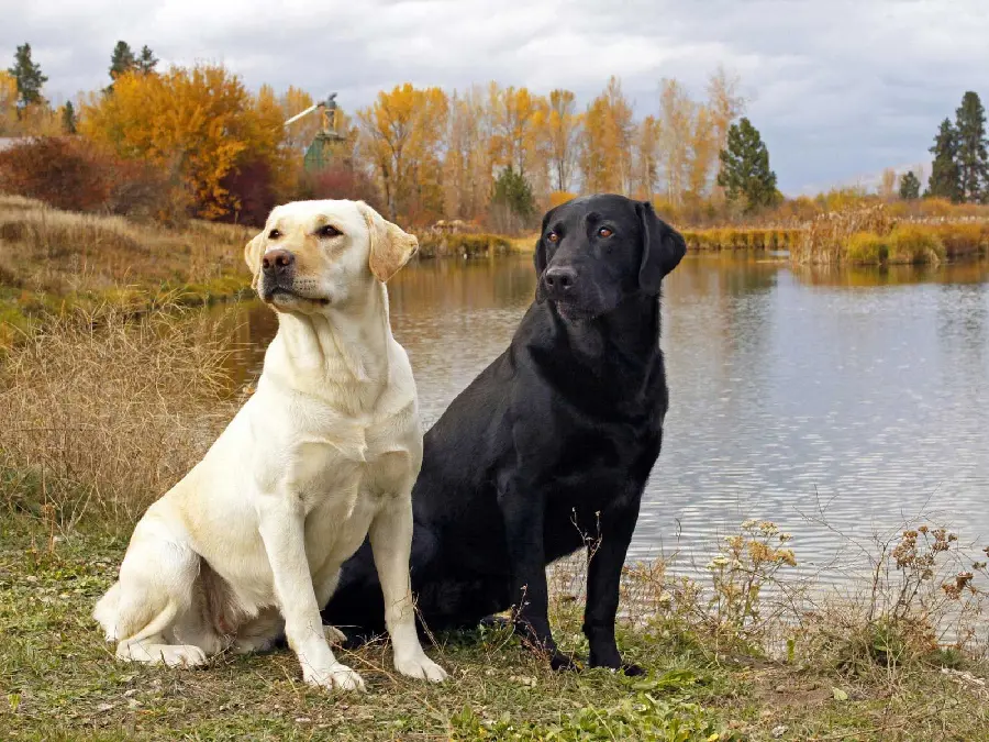 Black Labrador Retriever Wallpaper with Nice Resolution