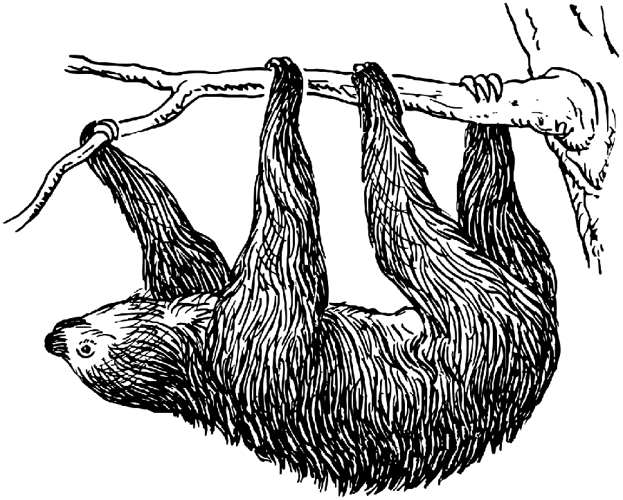 Artistic drawing photo without color of sloth PNG