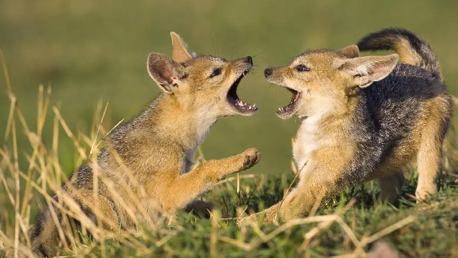 Very interesting stock photo of the moments of the fight between two jackals