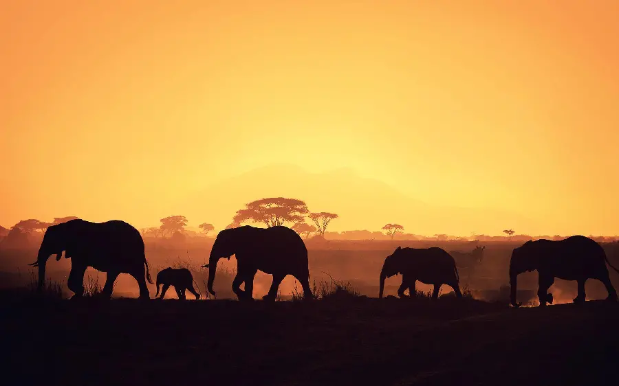 Elephants migrating stock photo and different from nature