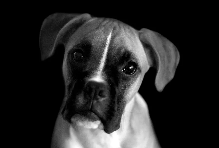 Black and White Dog Theme Stock Image for WhatsApp Profile