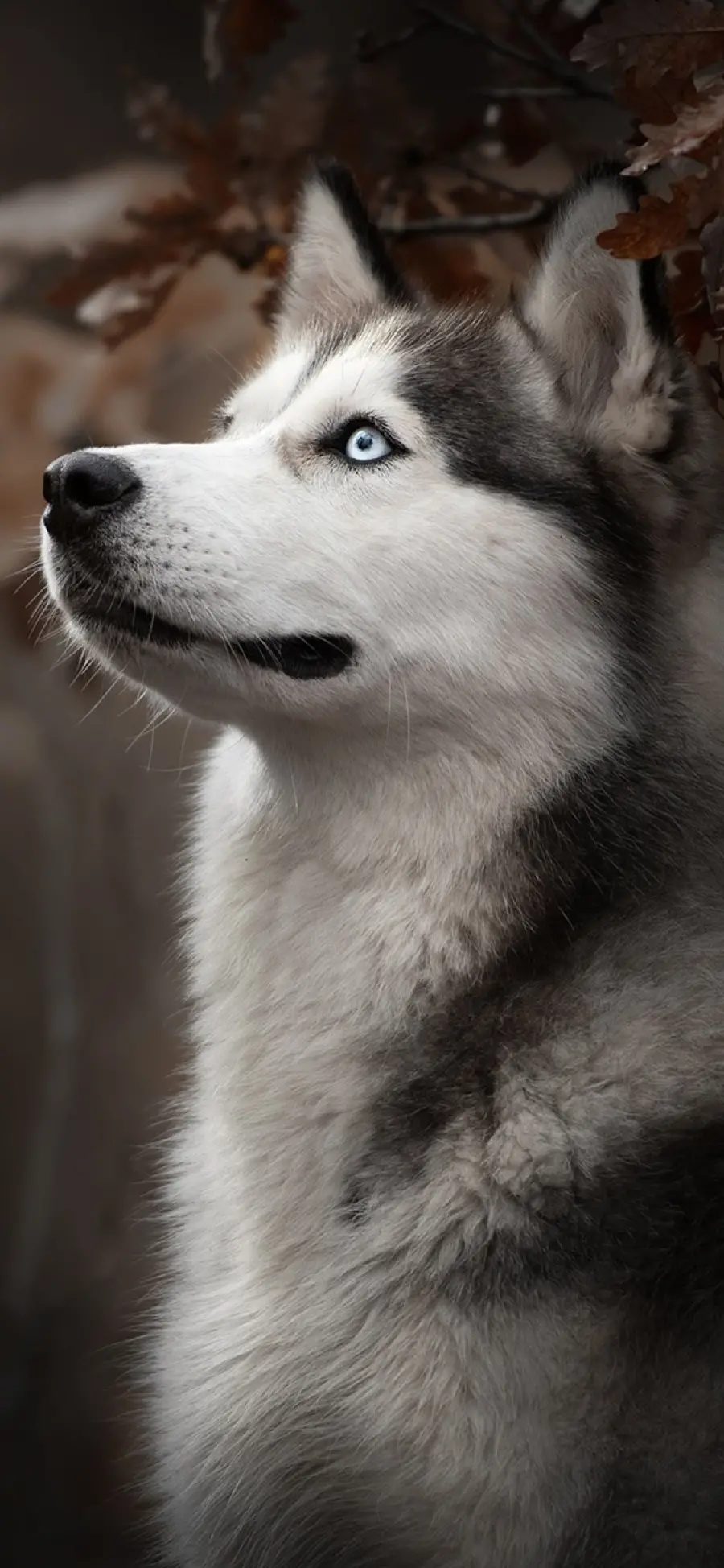 Stunning background of a husky for the mobile phone lock screen