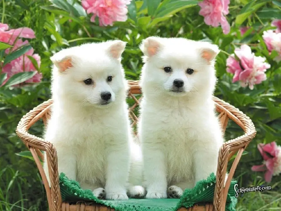 High resolution background photo of cute puppies in a basket for desktop