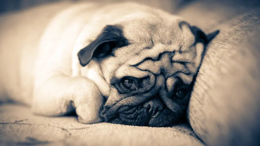Profile photo with professional and attractive editing of a cute Pug dog