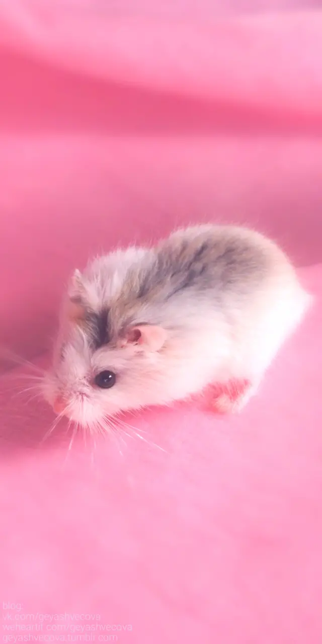 Image of a hamster escaping from a pink world
