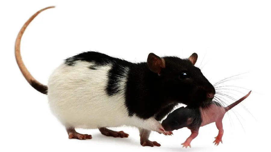 Photo of a mother mouse and baby mouse with a very beautiful design, a special and different cow