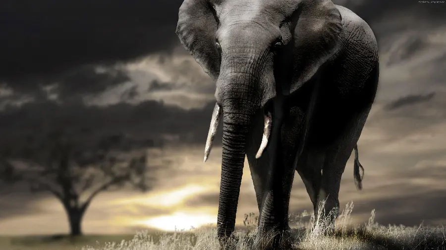 Elephant 4K Download high quality black and white photo of an elephant walking