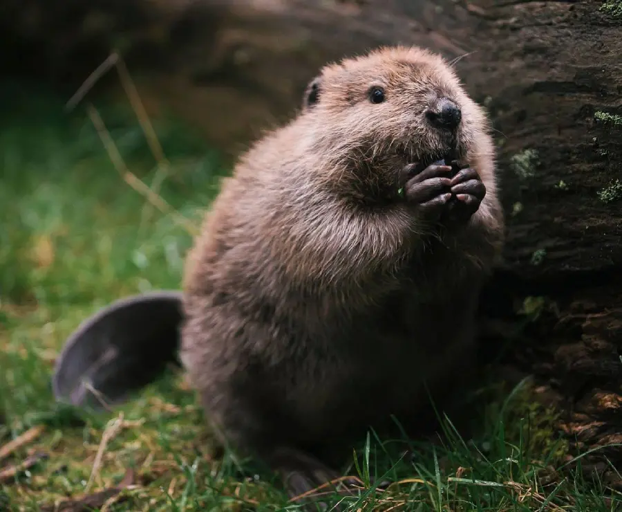 Lovely quality beaver background for tablet 