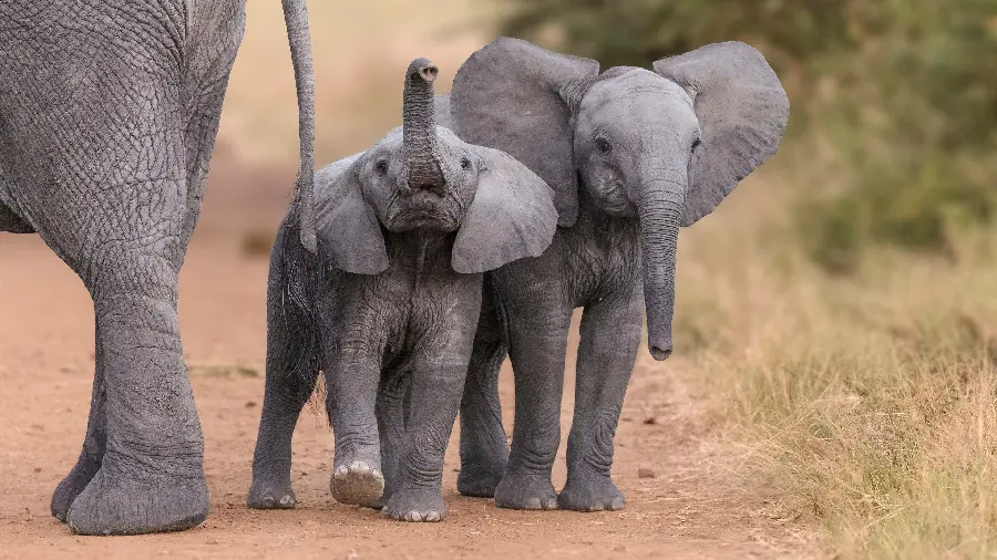 Download a stock photo of a little baby elephant with his family in the grasslands